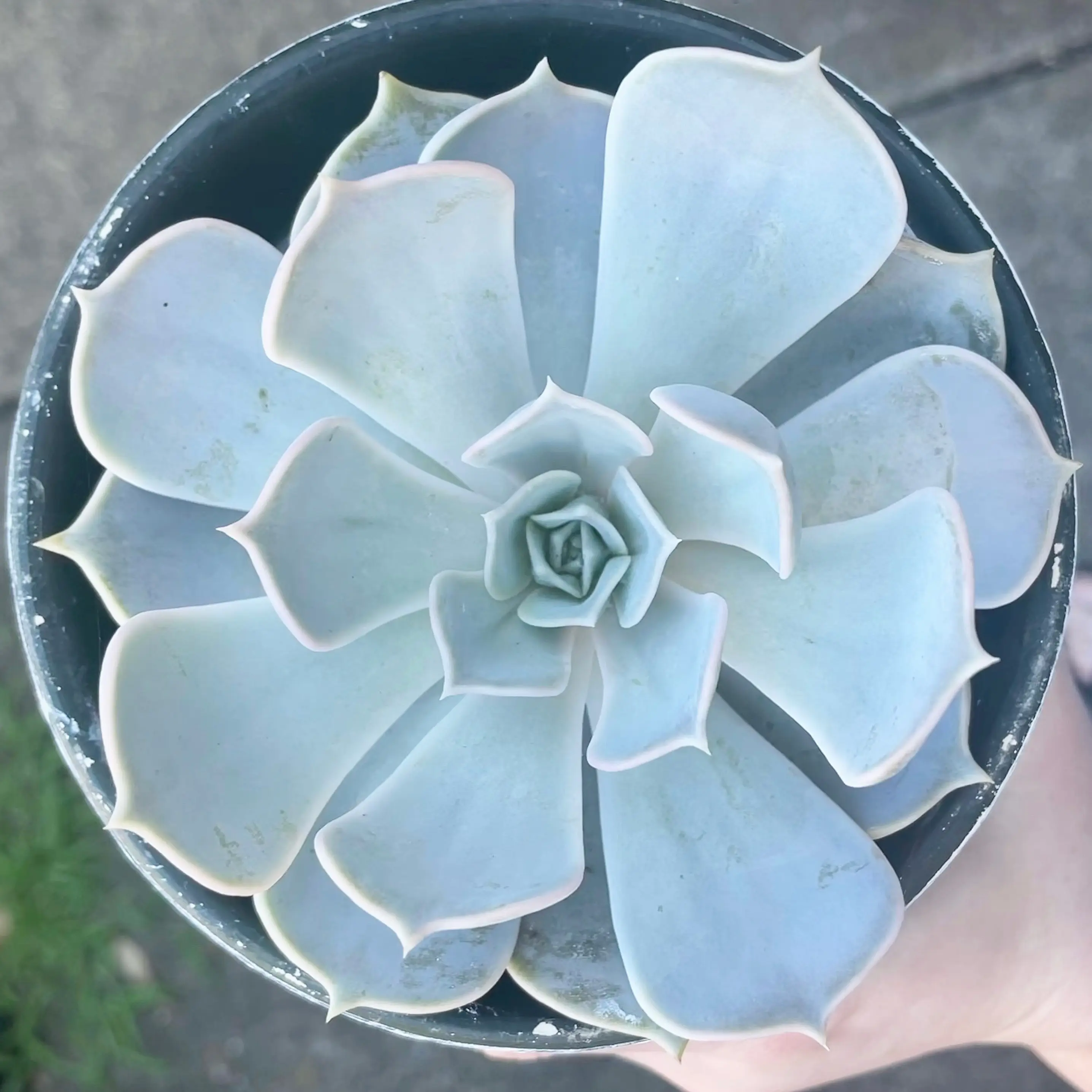 Photo of the plant species Ghost Echeveria by @SucculentJade named Lila on Greg, the plant care app