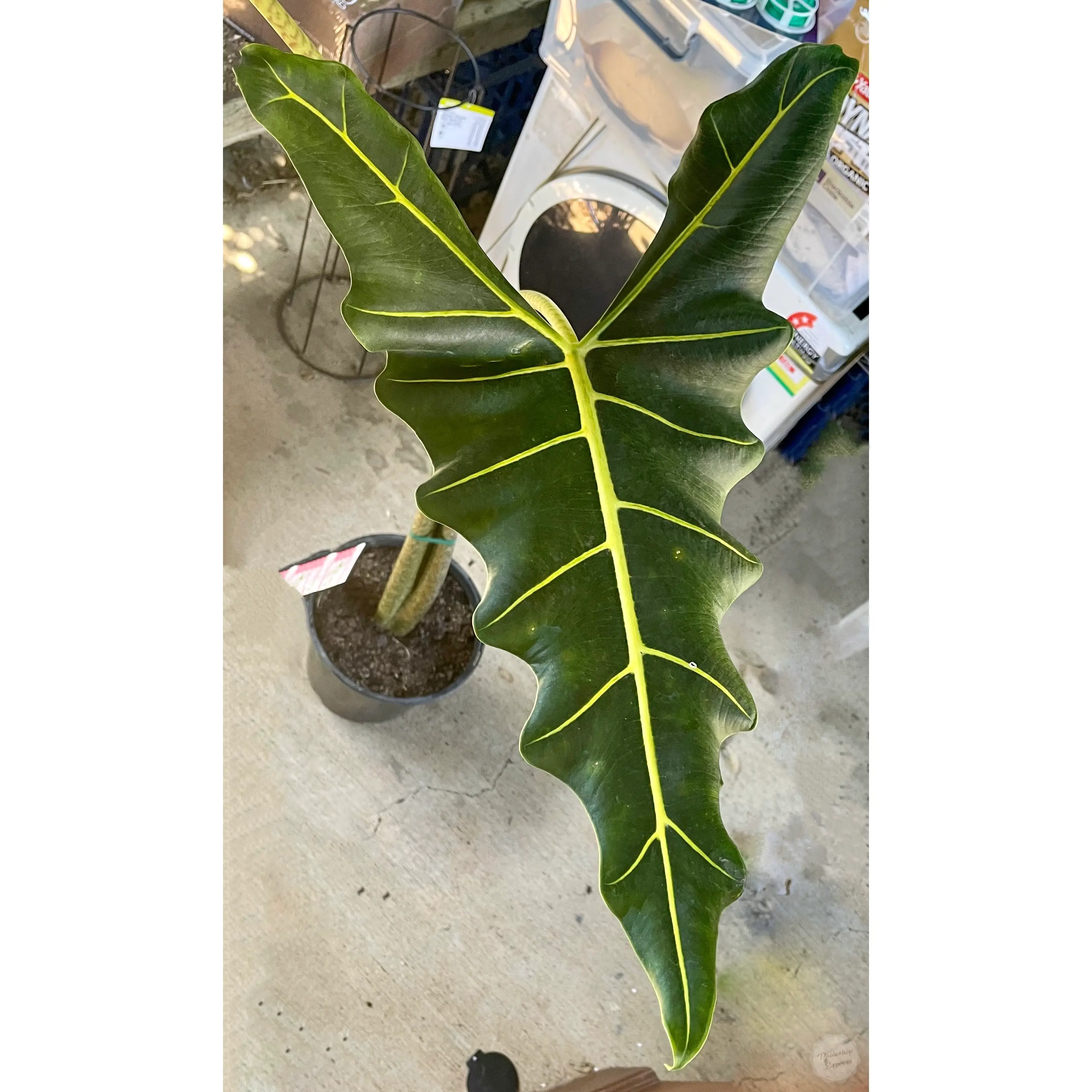 Alocasia 'Sarian' plant with large, dark green leaves and prominent yellow veins.