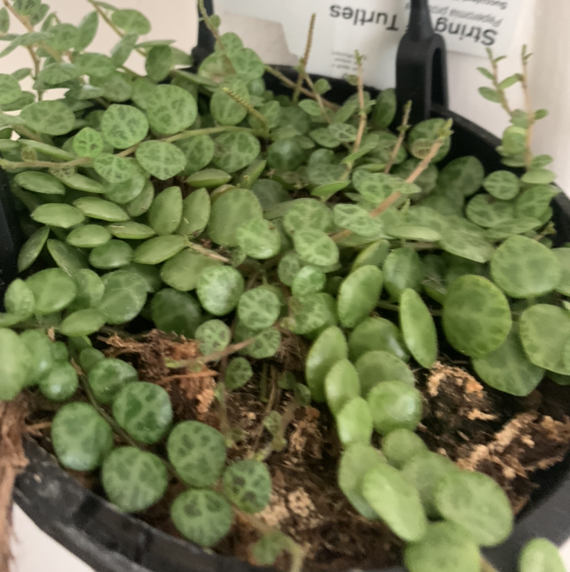 Peperomia Prostrata plant photo by @SucculentJade named Righteous on Greg, the plant care app.