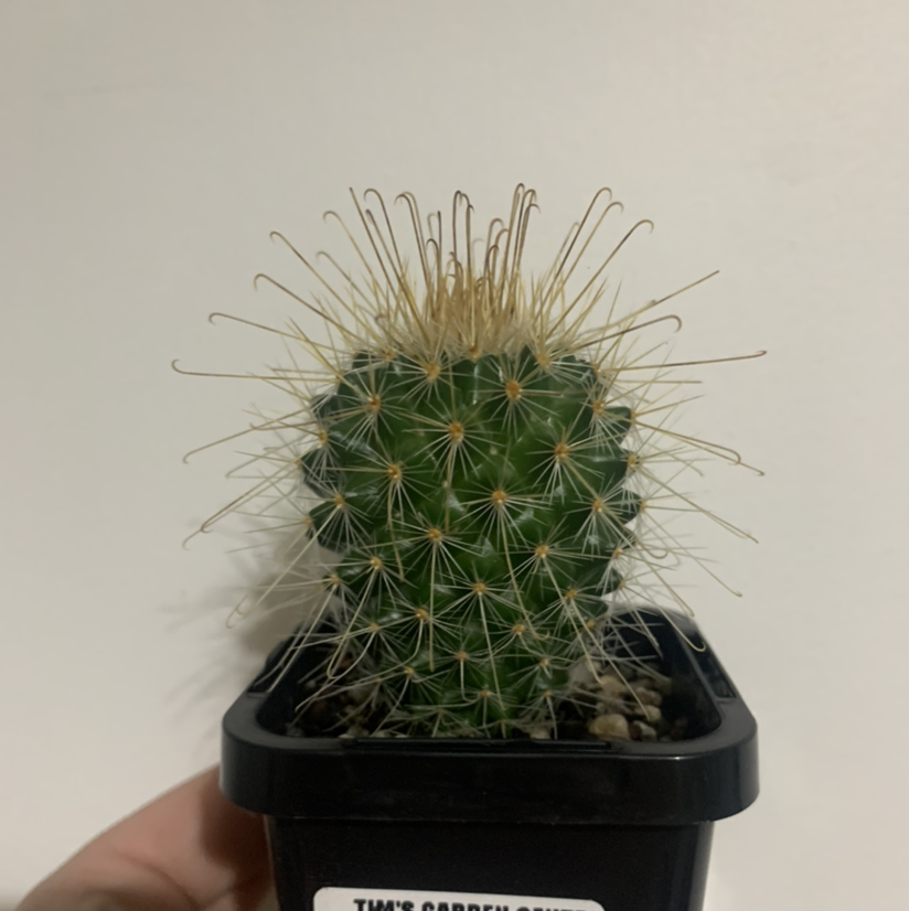 Photo of the plant species Mammillaria magnifica by @SucculentJade named Keke on Greg, the plant care app