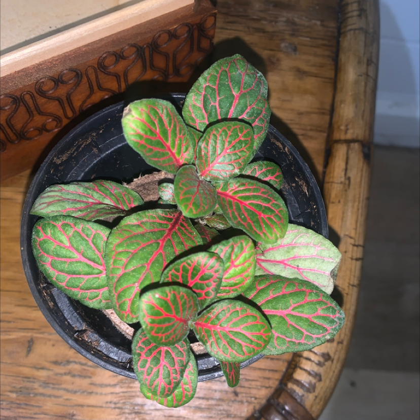 Nerve Plant plant photo by @SucculentJade named Thrombo on Greg, the plant care app.