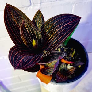 Jewel Orchid plant photo by Succulentjade named Alone on Greg, the plant care app.