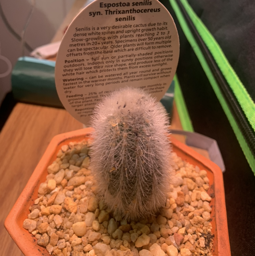 Photo of the plant species Texas Rainbow Cactus by @SucculentJade named Papa on Greg, the plant care app