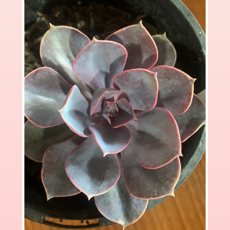 Echeveria 'Perle von Nurnberg' plant photo by @SucculentJade named Peekaboo on Greg, the plant care app.