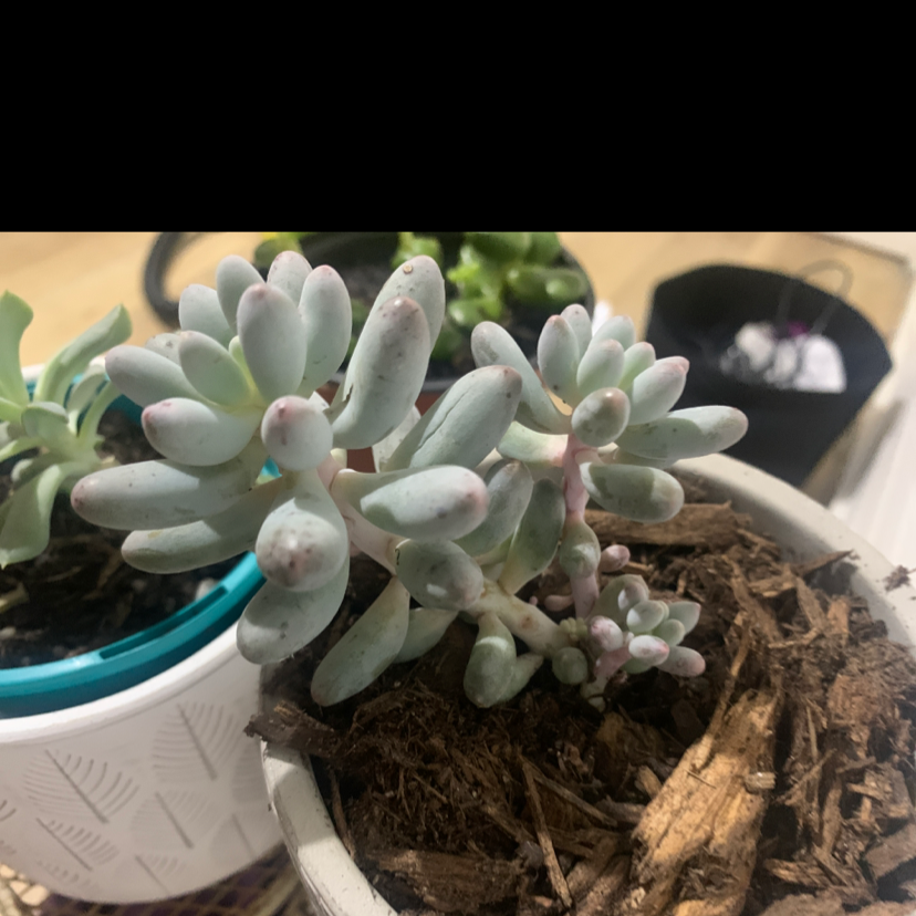 Pachyphytum Baby Finger succulent with plump leaves in a pot, soil visible.