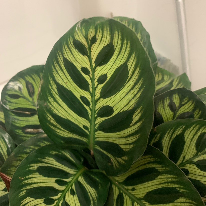 Plant care for Majesty Palm on Greg, the plant care app