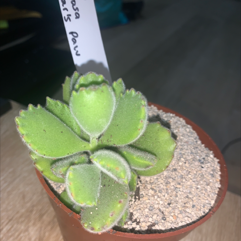 Bear's Paw plant photo by @SucculentJade named Bees? on Greg, the plant care app.