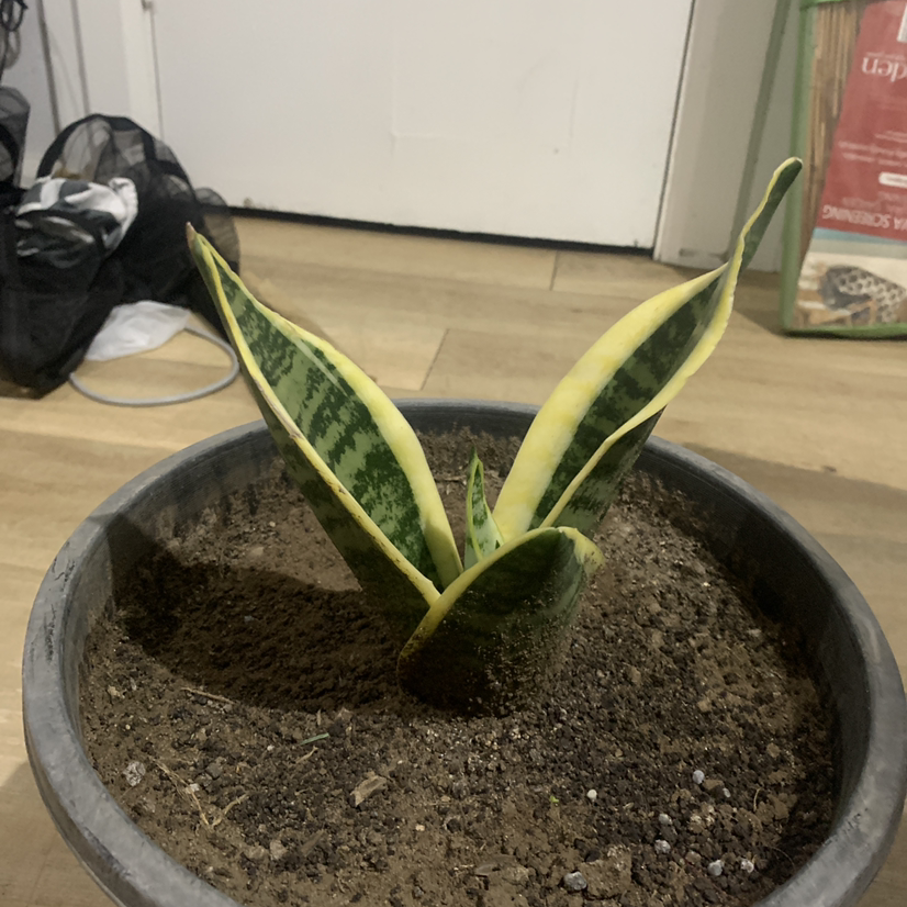 Snake Plant plant photo by @SucculentJade named Draco Snakeo on Greg, the plant care app.