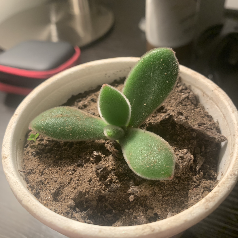 A healthy Plush Plant with thick, fuzzy leaves in a small pot with visible soil.
