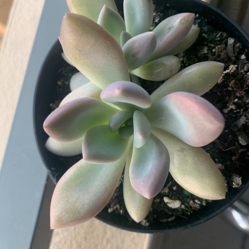Graptoveria 'Opalina' succulent with thick, fleshy leaves in a pot.