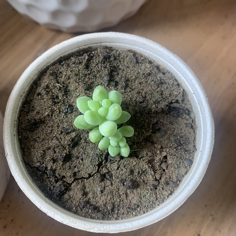 Burro's Tail plant photo by @SucculentJade named Bubbles on Greg, the plant care app.