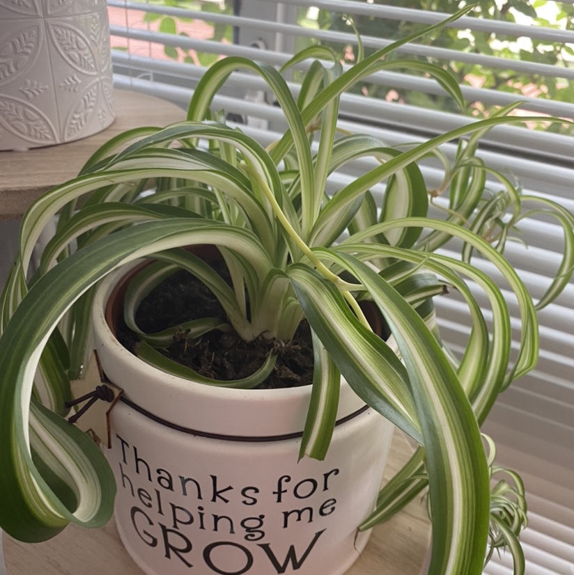 Curly Spider Plant in a decorative pot near a window with vibrant green and white striped leaves.