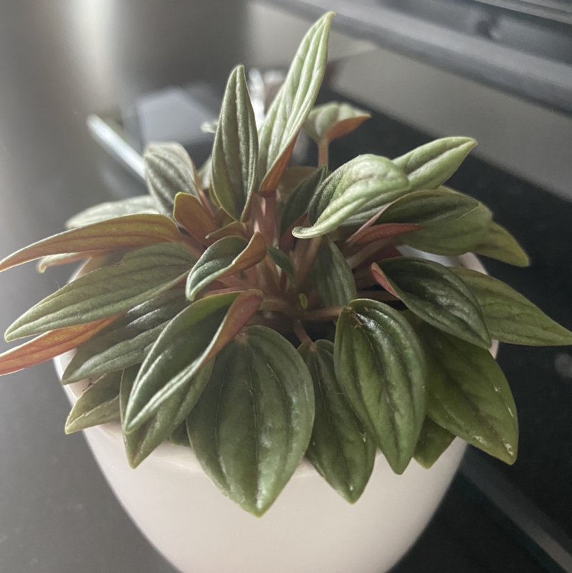 Peperomia 'Rosso' plant in a white pot with healthy green leaves.