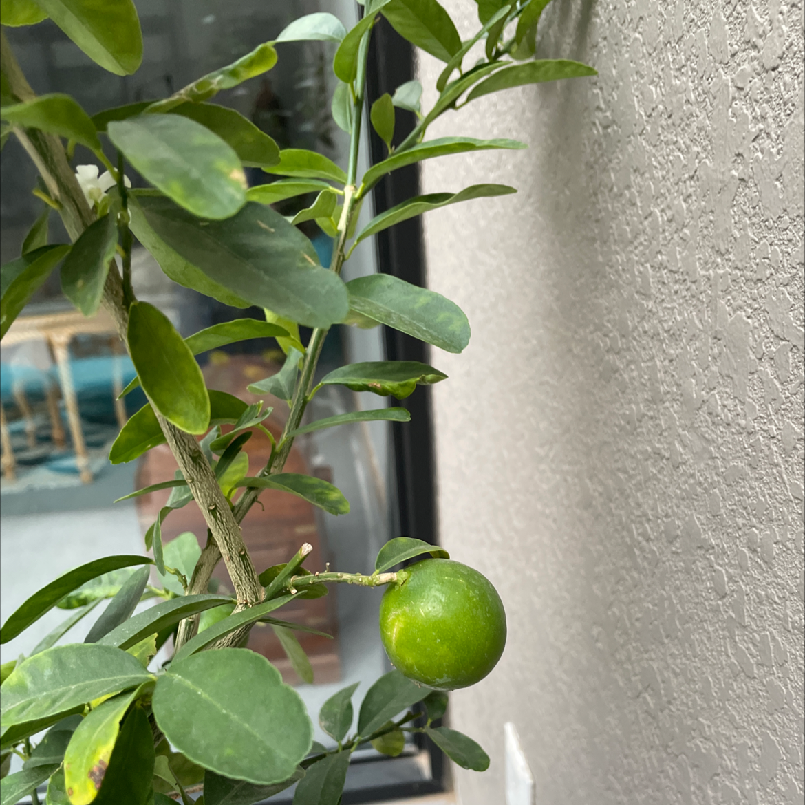 Oval kumquat plant with green leaves and a single green fruit.