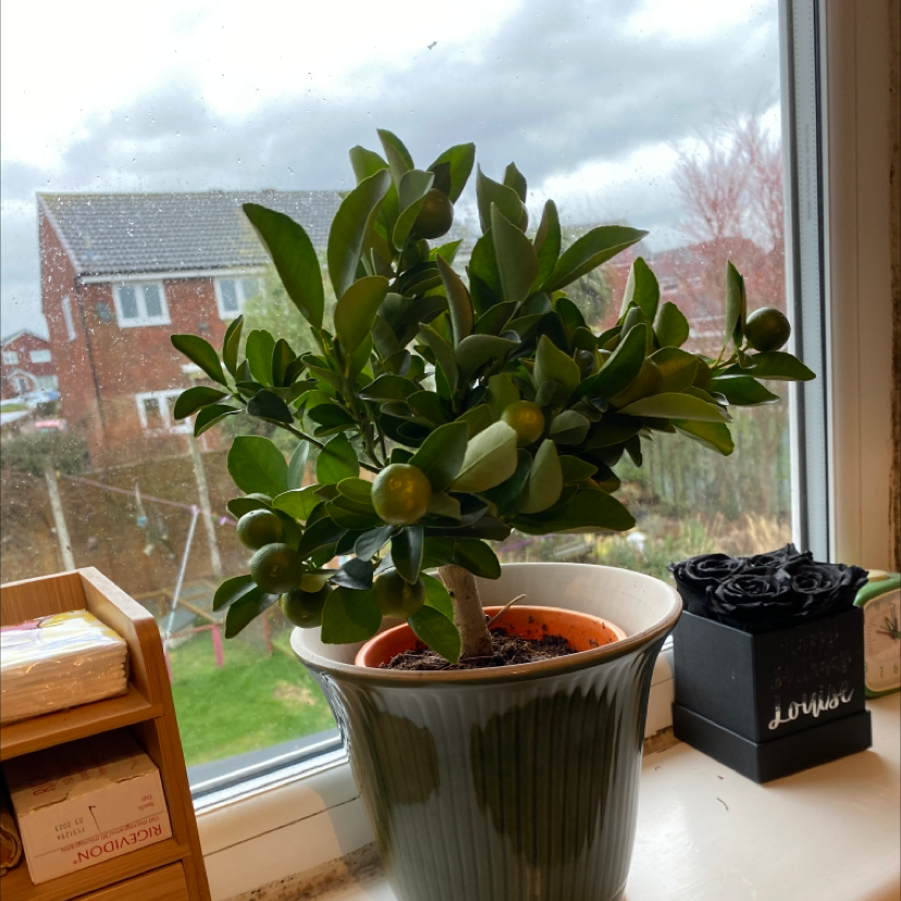 🍊 Why Are My Oval Kumquat Leaves Curling?