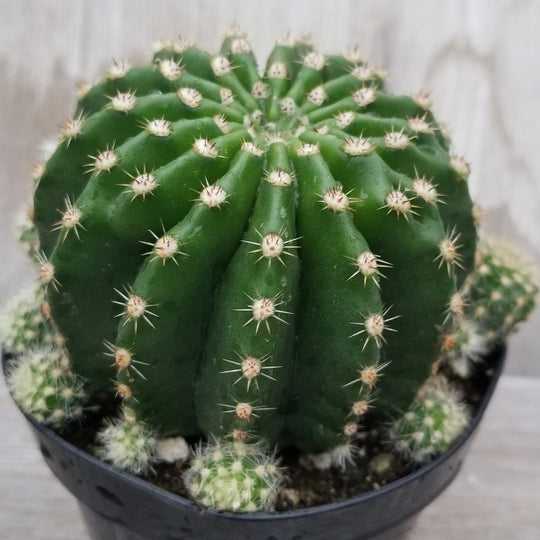 Photo of the plant species Echinocereus subinermis by @Ladygoddezz named Echo on Greg, the plant care app