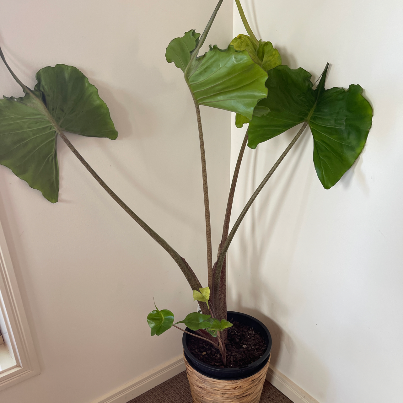 Stingray Elephant Ear plant in a pot with large green leaves, well-framed and in focus.
