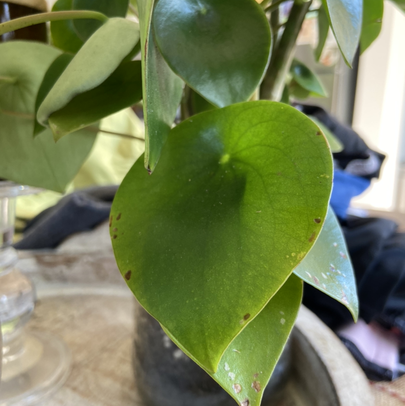 Raindrop Peperomia plant with healthy green leaves and minor brown spots on some edges.