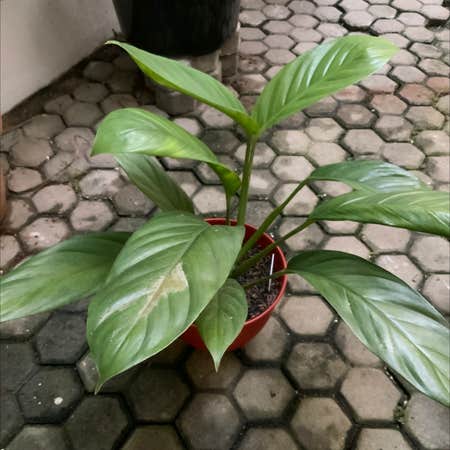 Photo of the plant species Philodendron auriculatum by @wndprtm named Peace on Greg, the plant care app