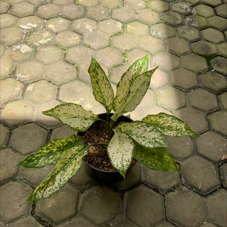 Potted Aglaonema 'Spring Snow' plant with variegated leaves on a tiled surface.