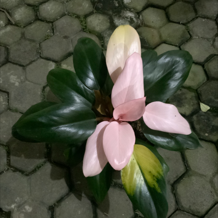 Photo of the plant species Philodendron Pink Congo by @wndprtm named Pinku on Greg, the plant care app