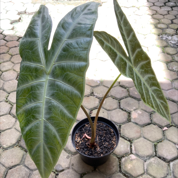 Photo of the plant species Jewel Alocasia by @wndprtm named Sigmund on Greg, the plant care app