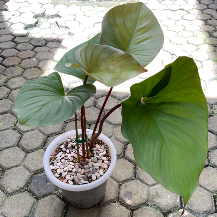 Homalomena Maggy plant in a pot with pebbles on the soil surface, placed on a paved surface.