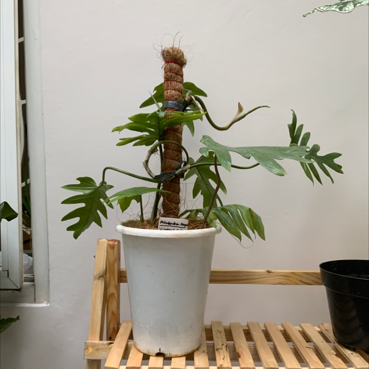 Philodendron mayoi plant in a white pot with a moss pole, healthy green leaves.