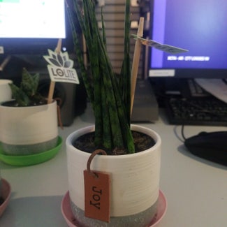 Cylindrical Snake Plant plant in Yonkers, New York