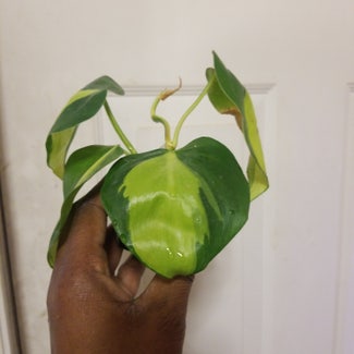 Philodendron Brasil plant in Yonkers, New York