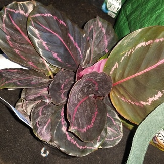 Rose Calathea plant in Yonkers, New York