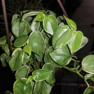 Vining Peperomia plant in Yonkers, New York