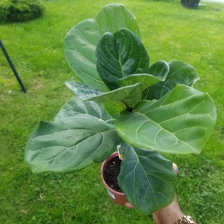 Fiddle Leaf Fig plant in Yonkers, New York