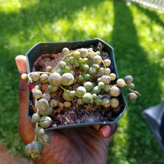 Variegated String of Pearls plant in Yonkers, New York