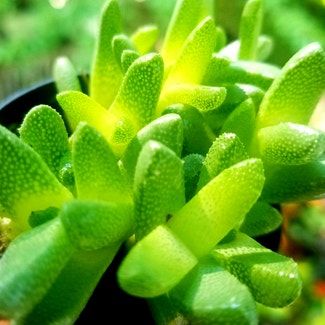 Stomatium acutifolium plant in Yonkers, New York