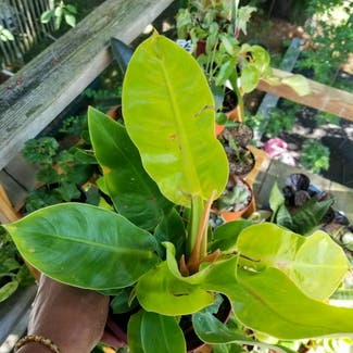 Philodendron 'Moonlight' plant in Yonkers, New York