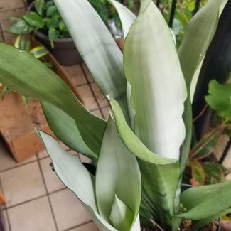 Silver Snake Plant plant in Yonkers, New York