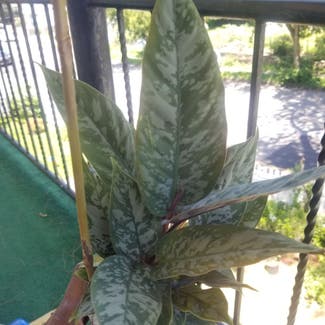 None plant in Yonkers, New York