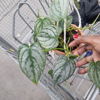 Silver Leaf Philodendron plant in Yonkers, New York
