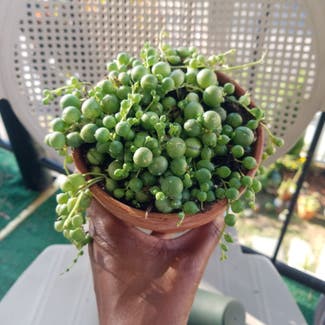 String of Pearls plant in Yonkers, New York