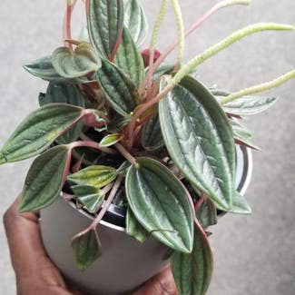 Peperomia 'Rosso' plant in Yonkers, New York