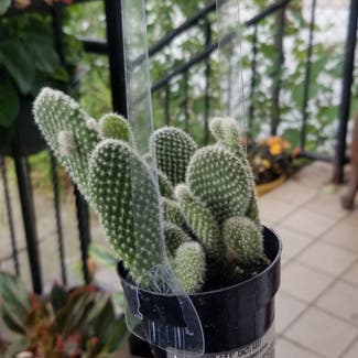 Bunny Ears Cactus plant in Yonkers, New York