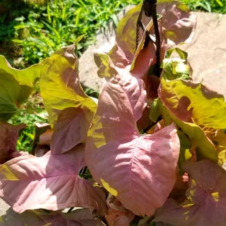 Pink Arrowhead Vine plant in Yonkers, New York