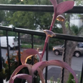 Purple Heart plant in Yonkers, New York