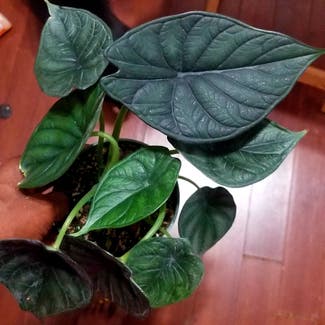 Alocasia 'Dragon Scale' plant in Yonkers, New York