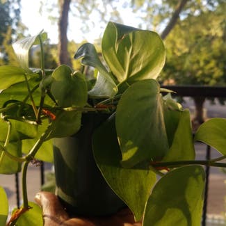 Heartleaf Philodendron plant in Yonkers, New York