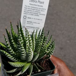 Zebra Plant plant in Yonkers, New York