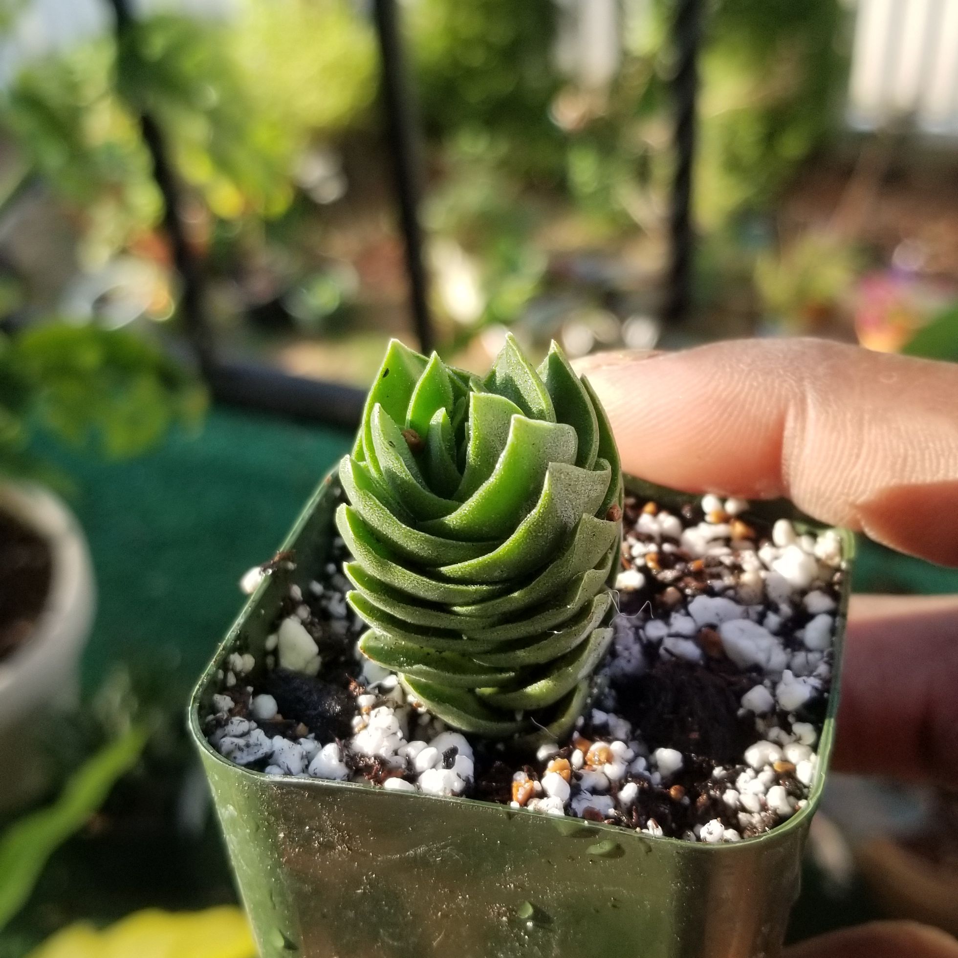 Crassula 'Buddha's Temple' plant in a small pot with visible soil and a hand holding the pot.