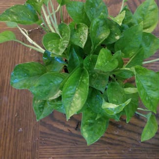 Emerald Pothos plant in Yonkers, New York