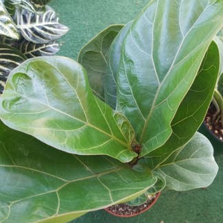 Dwarf Fiddle Leaf Fig plant in Yonkers, New York